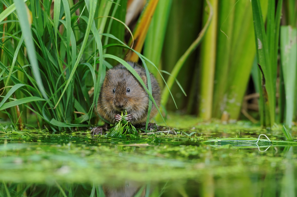Did you know that Biodiversity Net Gain is now a legal requirement in England? Read this week's guest blog from @wildlifetrusts to find out more about this nature recovery initiative here: kccf.org.uk/guest-blog-roy… 📸Terry Whittaker