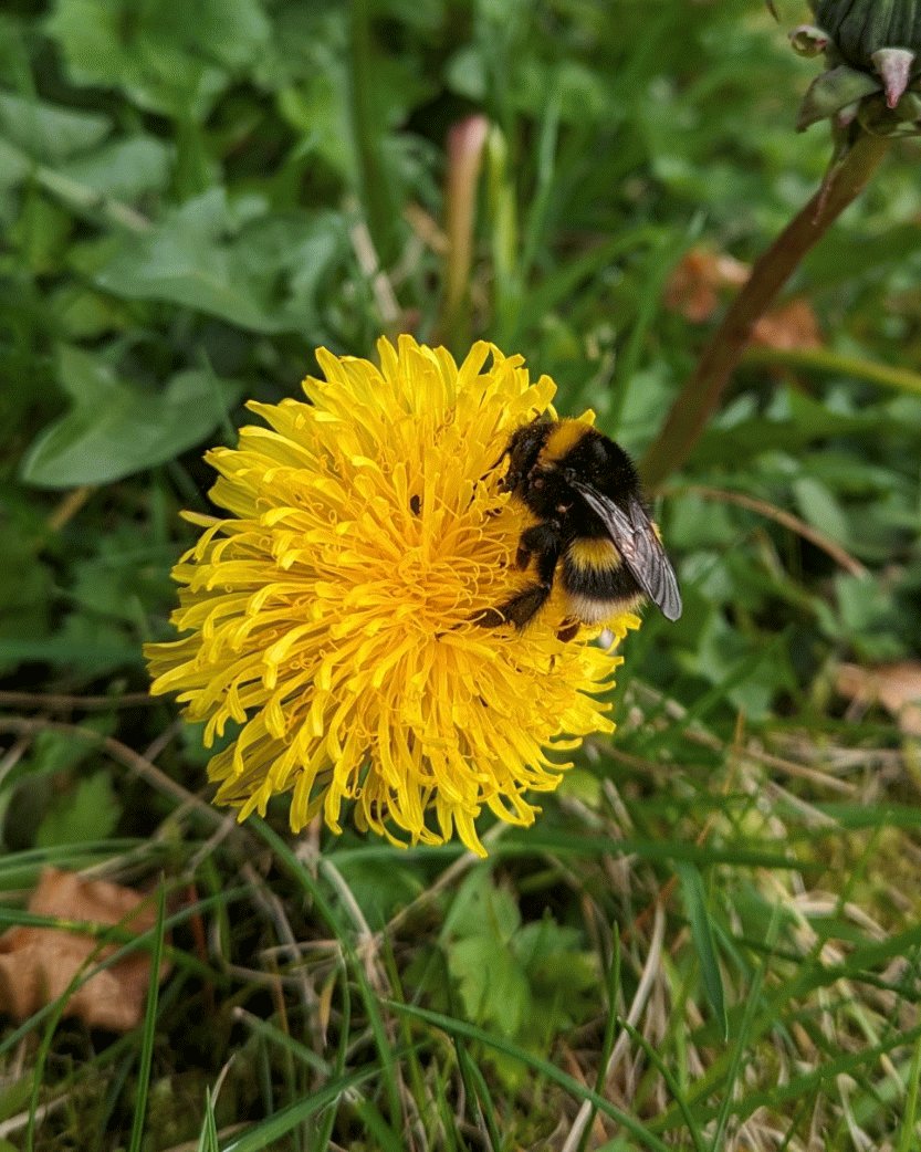 Suns out, bums out!☀️🐝🍑🙊

#dontmow #dandelions #wildflowers #springtime @PollinatorPlan