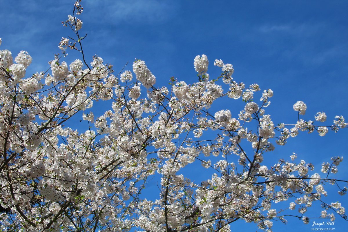 JosephHill3794's tweet image. Spring Sky🌸☁️ 
Photo By: Joseph Hill🙂📸🌸

#SpringSky🌸 #bluesky #clouds #flowers #tree #springtree #nature #beautiful #peaceful #springtime #spring #springphotography #NaturePhotography #SouthernPinesNC #March