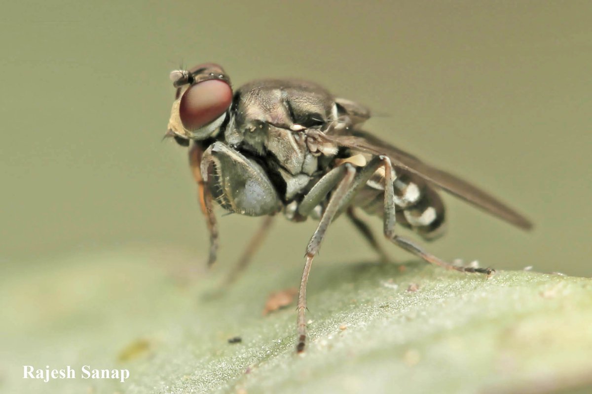RajeshVS87's tweet photo. Flies at a costume party: as a #beetle, as an #ant, as a #bee, as a #mantis! #AareyForest #Mumbai
#Celyphidae #Ephydridae #Sepsidae
#Bombyliidae
#Diptera #Insecta #AareyMilkColony #SGNP #TwitterNatureCommunity #UrbanBiodiversity #SGNP #flies @NHM_Diptera @flygirlNHM https://t.co/puOqihmRtn