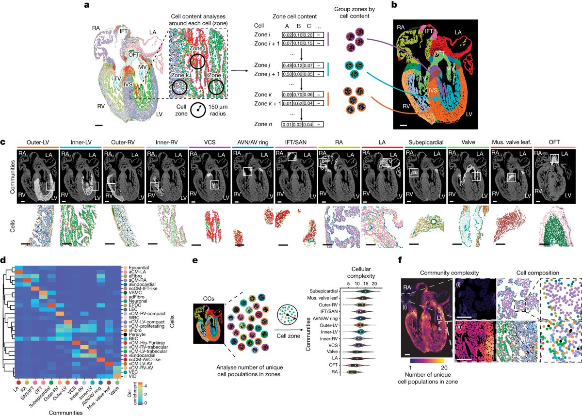 Vizgen (@vizgen_inc) on Twitter photo 🔬Unlocking the secrets of the heart! Researchers from <a href="/UCSanDiego/">UC San Diego</a> have developed a detailed 3-D atlas of the human heart using MERFISH technology! hubs.ly/Q02q81ZD0! Read the full research publication hubs.ly/Q02q7-9c0 #MERFISH #SpatialGenomics #CardiacResearch 🔬Unlocking the secrets of the heart! Researchers from <a href="/UCSanDiego/">UC San Diego</a> have developed a detailed 3-D atlas of the human heart using MERFISH technology! hubs.ly/Q02q81ZD0! Read the full research publication hubs.ly/Q02q7-9c0 #MERFISH #SpatialGenomics #CardiacResearch