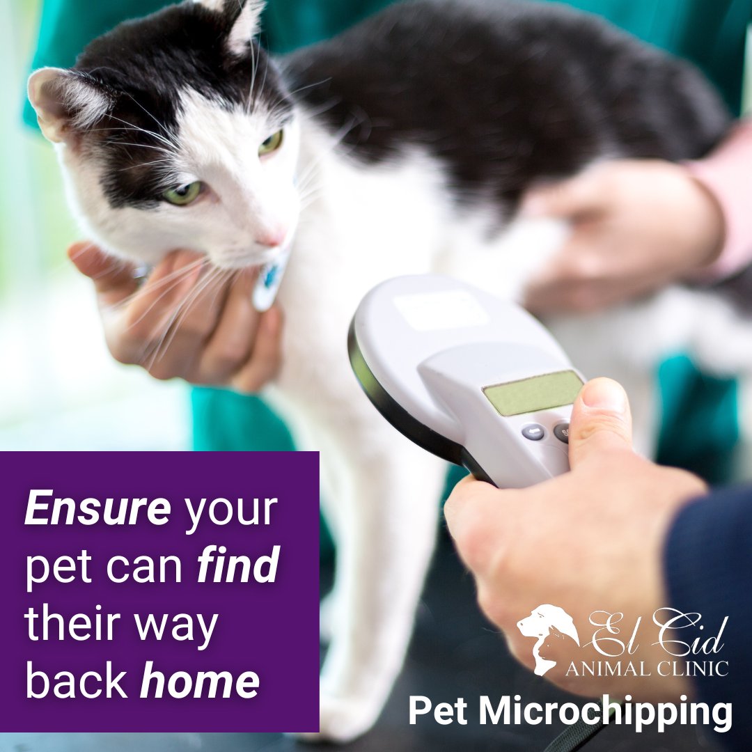 Lost pets break hearts 💔, but microchipping can save the day!

Schedule your pets microchipping today!
 ☎️ (561) 832-7922

#ElCidAnimalClinic #MicrochipYourPet #LostAndFound #PetSafety #petmicrochipping #microchip #vetcare #vetmed #healthypets #pethealth