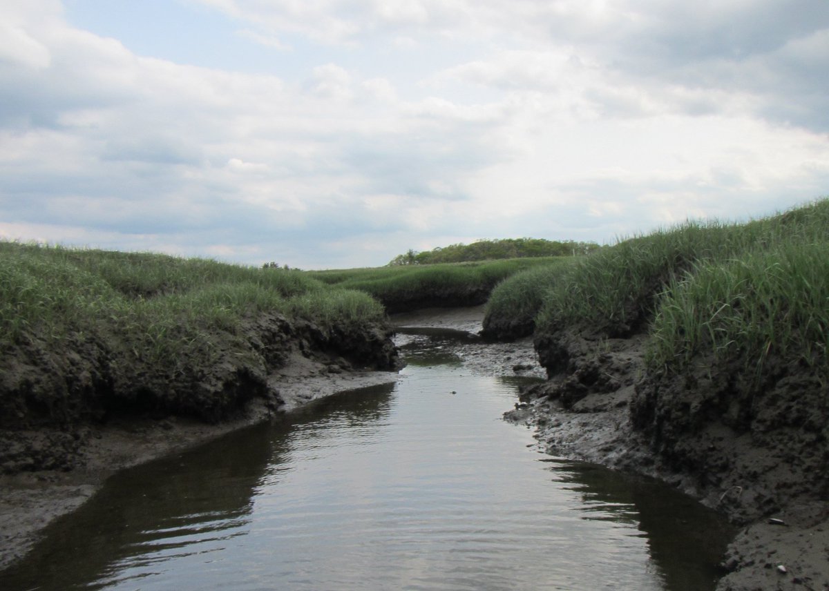 Full Time Technician Position! Come work on fun Blue Carbon projects in salt marshes. Check out the ad and our group: marsci.uga.edu/directory/peop… Apply 👇 ugajobsearch.com/postings/363549 @UGA_MarineSci @PIE_LTER