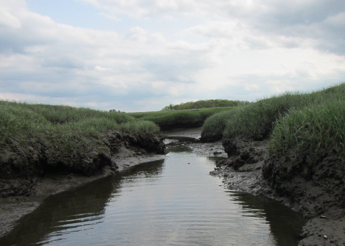 Amanda Spivak (@saltymudology) on Twitter photo Full Time Technician Position! Come work on fun Blue Carbon projects in salt marshes. Check out the ad and our group: marsci.uga.edu/directory/peop…
Apply 👇
ugajobsearch.com/postings/363549
@UGA_MarineSci <a href="/PIE_LTER/">Plum Island LTER</a> Full Time Technician Position! Come work on fun Blue Carbon projects in salt marshes. Check out the ad and our group: marsci.uga.edu/directory/peop…
Apply 👇
ugajobsearch.com/postings/363549
@UGA_MarineSci <a href="/PIE_LTER/">Plum Island LTER</a>