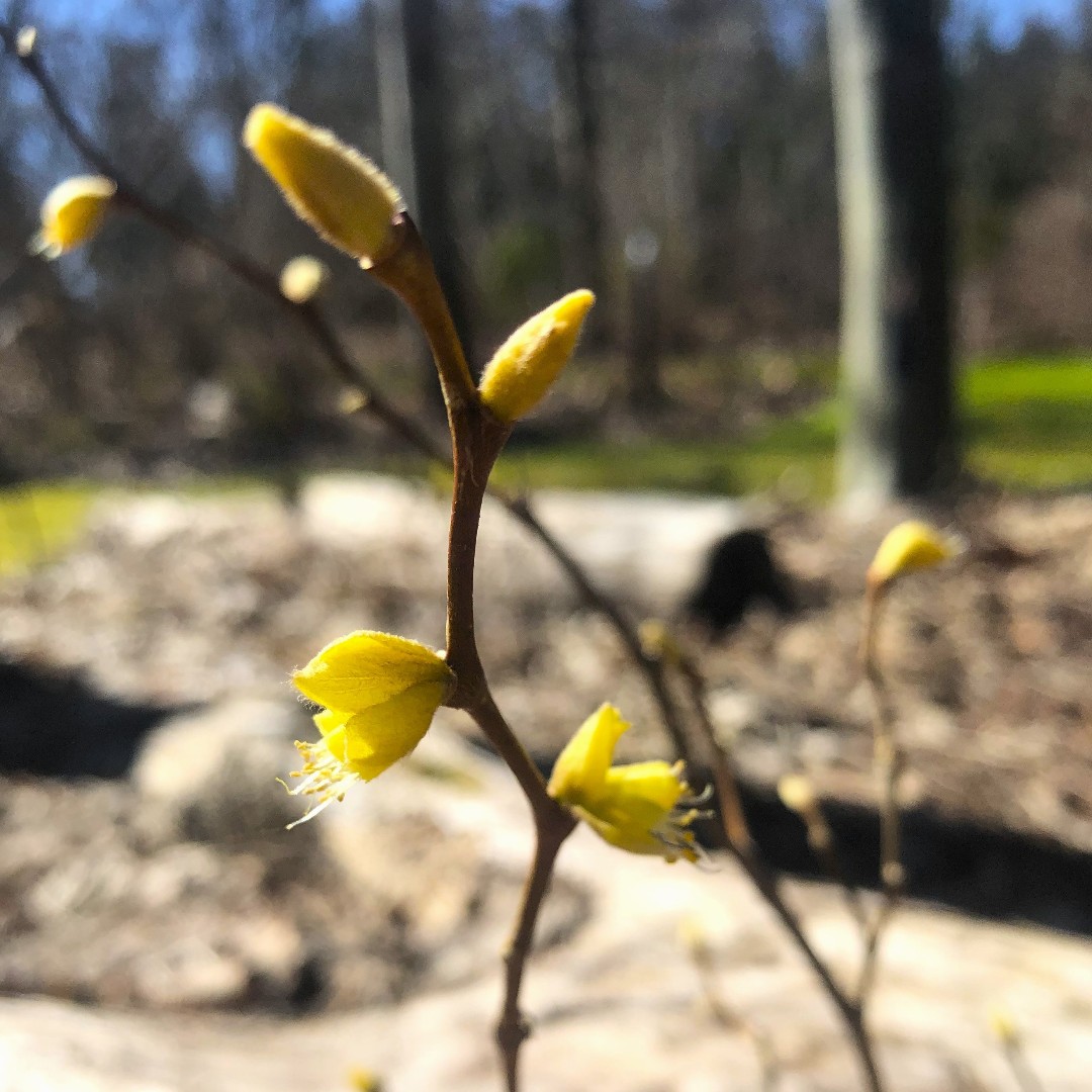 Dirca palustris, pictured here, was collected by garden staff member Ben Stormes in Wellington County, Ontario, where he found it growing in an open hardwood forest alongside maples, hickories, and oaks. You can see this young plant in our Carolinian Forest Garden.