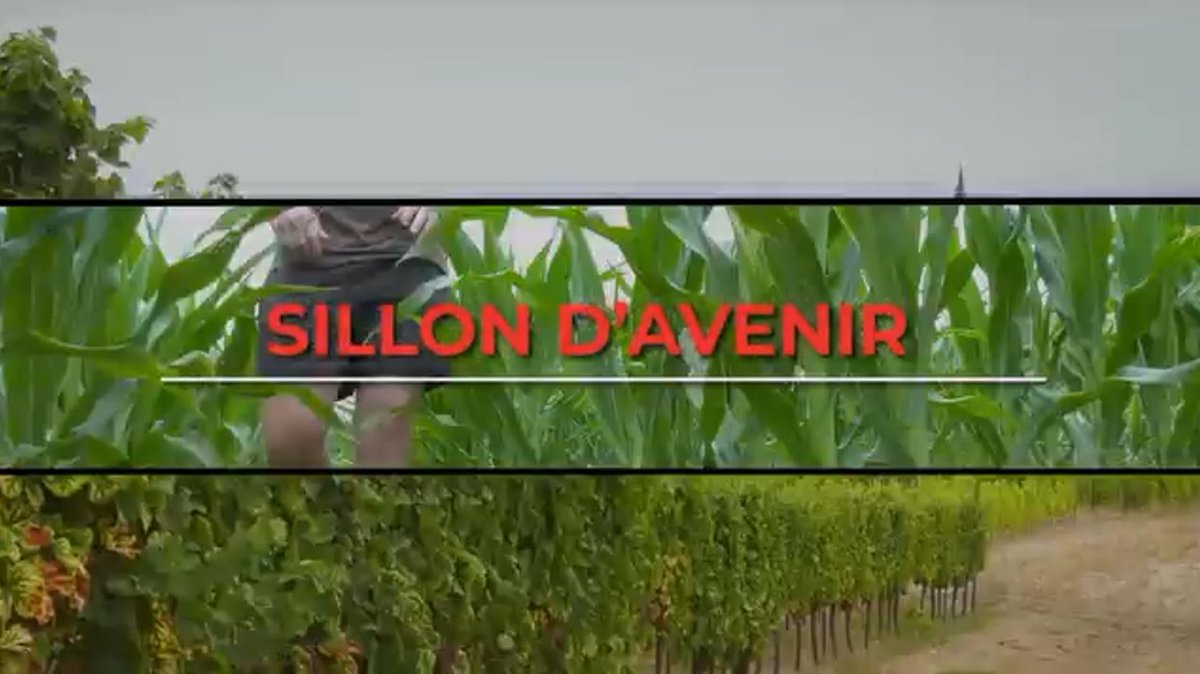 Retrouvez un épisode de « Sillon d’Avenir », les vidéos qui partent à la rencontre des #agris sur tous les #territoires ... Pour ce 27e épisode de « Sillon d’Avenir », nous rencontrons Laura Fabre de l'EARL de Marmousi dans le Drôme. 👉 youtube.com/watch?v=ftS084… #Agriculture