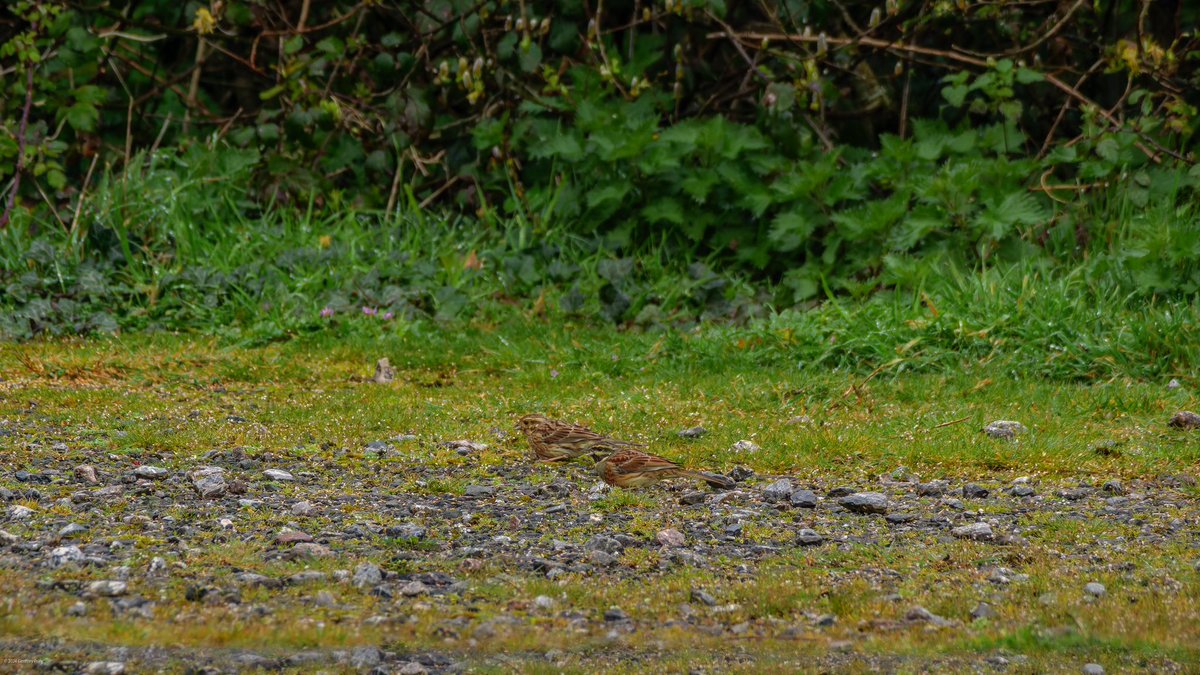 Made the trip down to Broadsands 18/03 for the Little Bunting - a first for me. The usual waiting game but rewarded 3 times over the stay and entertained whilst waiting by the Cirl Buntings. 
Thanks to <a href="/clennonvalley/">Mike Langman</a> for the find / feeding and <a href="/owene73/">OwenE</a> for directions.
