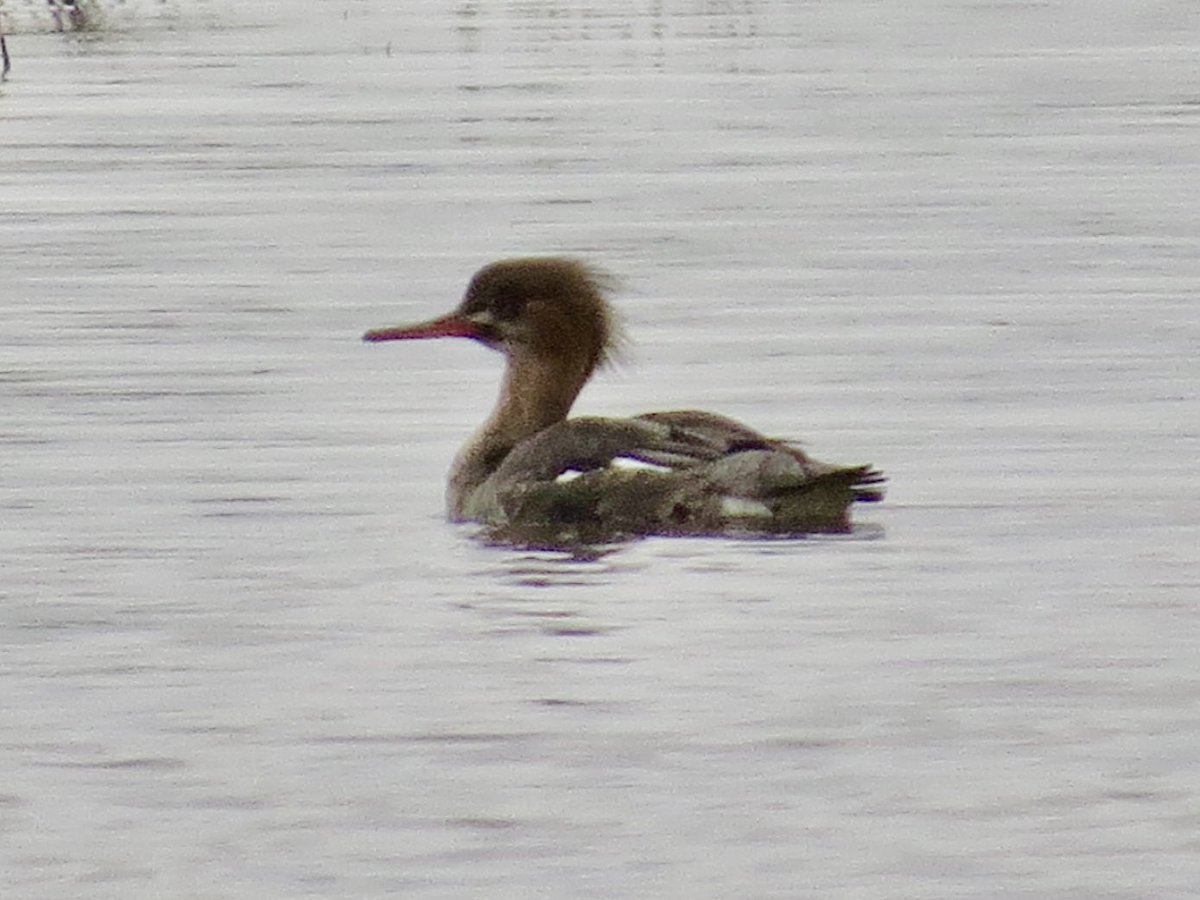 liamreid85's tweet photo. Little Egret and Red-Breasted Merganser at Black Devon Wetlands at 1:40pm today @UpperForthBirds https://t.co/IUgIhPLbPd