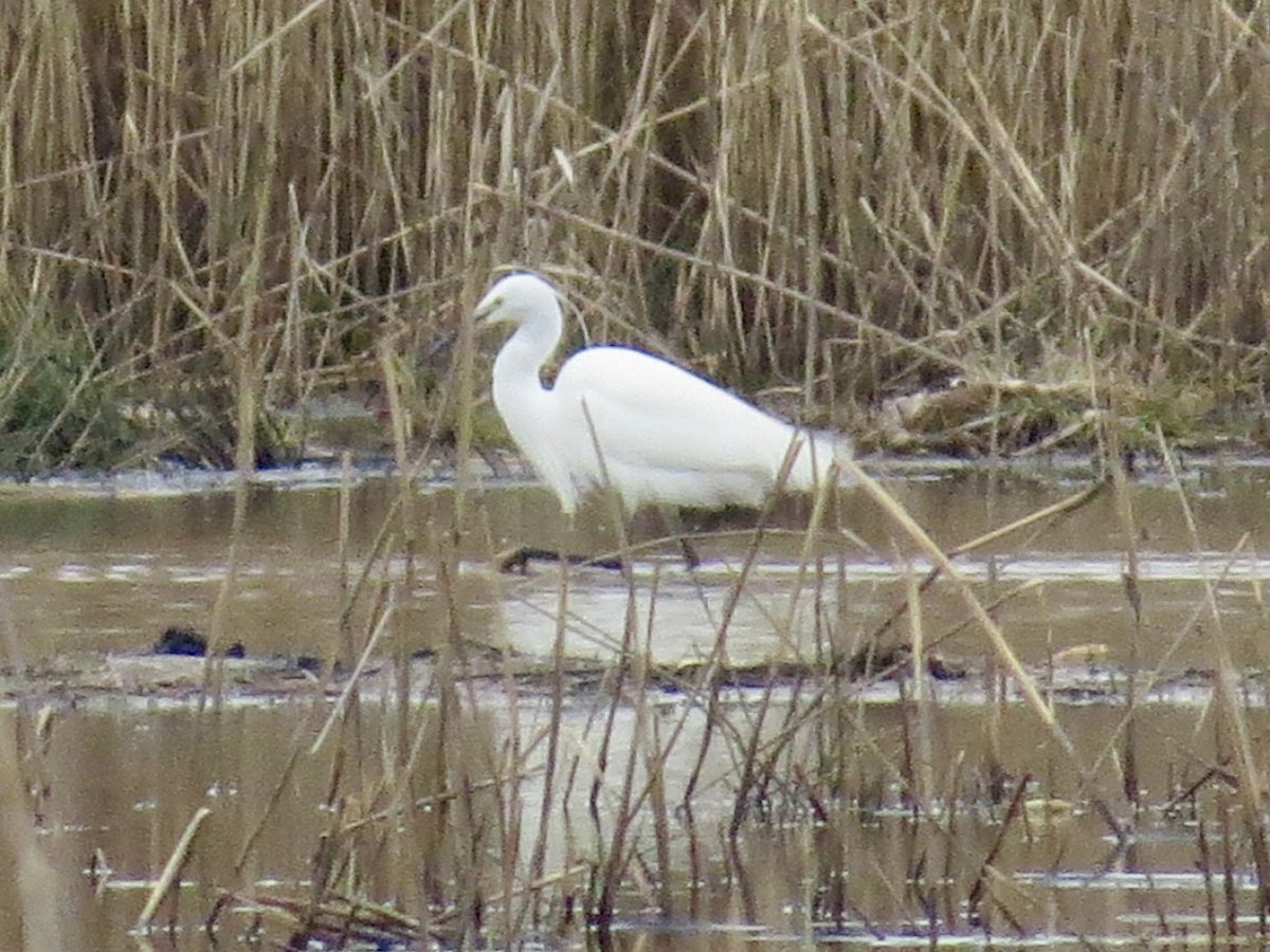 liamreid85's tweet photo. Little Egret and Red-Breasted Merganser at Black Devon Wetlands at 1:40pm today @UpperForthBirds https://t.co/IUgIhPLbPd