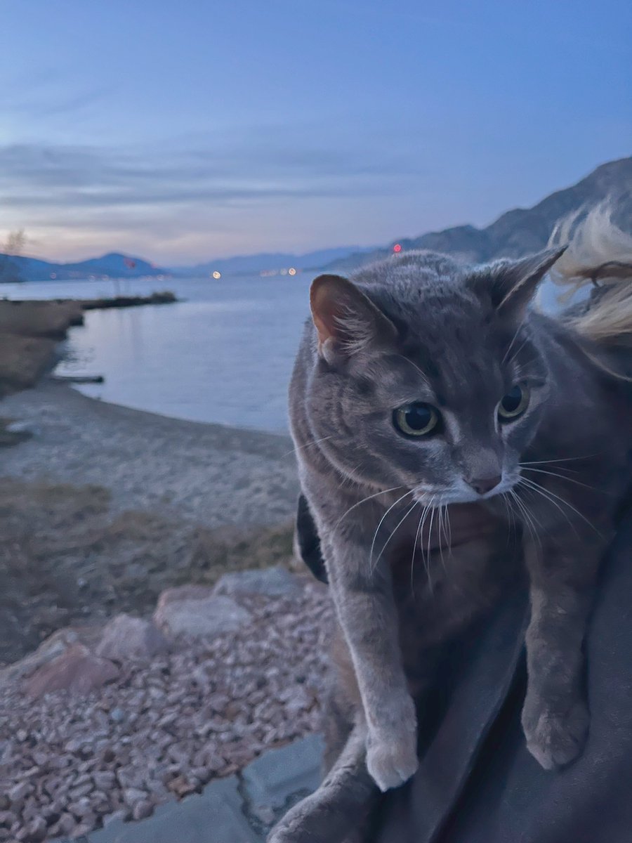 I got to go to the beach last night! #CatsOfTwitter #WhiskersWednesday #cats