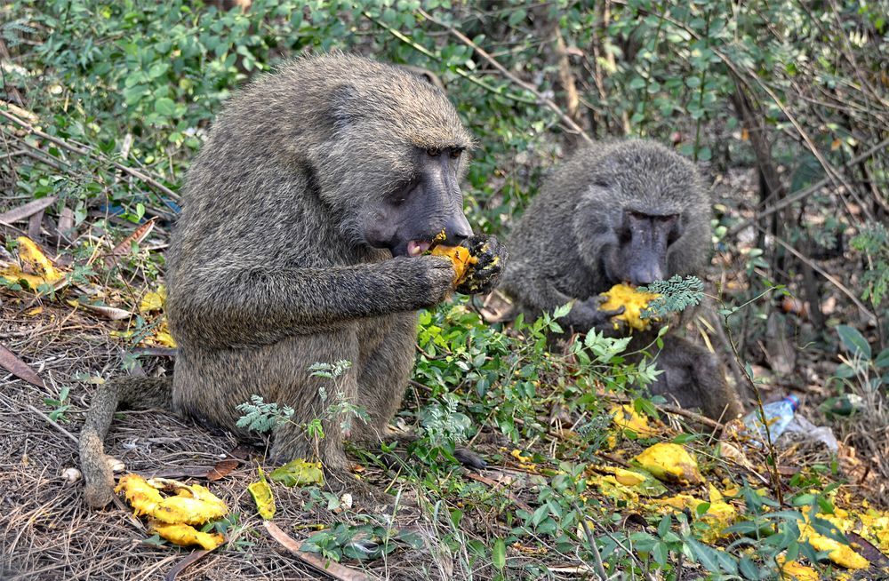 In this week's study spotlight, @chefdrmike analyzes research conducted with baboons to determine a link between dietary choices and gene expression. buff.ly/3IBy7dv

#geneexpression #dietarychoices #foodismedicine #foodasmedicine #studyspotlighttakeaway #genetics