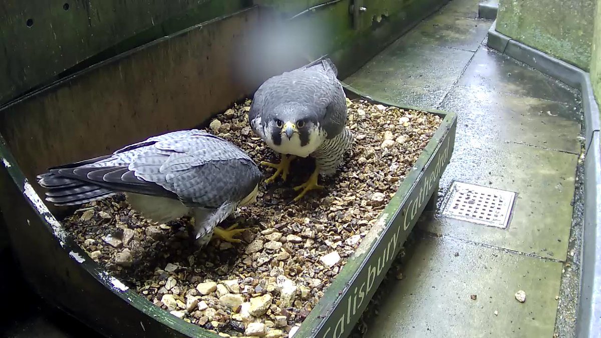 They’re back! Our resident peregrine falcons have returned to the nest box atop our tower. With the ‘courting’ behaviour exhibited by the two birds, we expect that it won’t be long until eggs are laid on the nest!

Watch our live-stream here: bit.ly/3J5HiRY