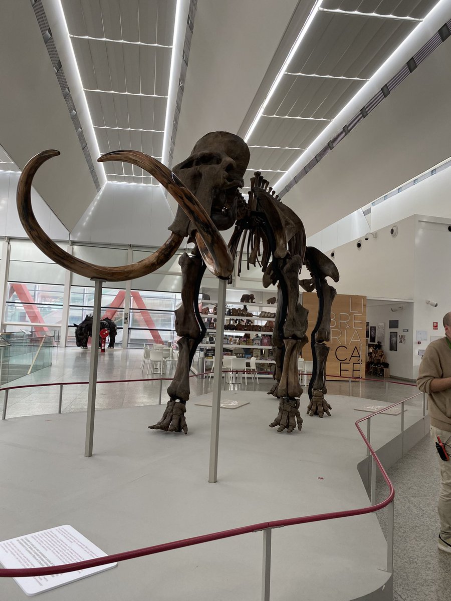 _luciafdz98's tweet photo. ~Museo de la Evolución Humana~
Una actividad que podemos realizar con nuestro alumnado mediante el anterior post, es conocer las diferentes partes del Mamut, comentar características físicas y sociales de estos animales tan asombrosos.
#AprendizajeCCSS #HistoriaEUMZA https://t.co/WRqhaZGVv2