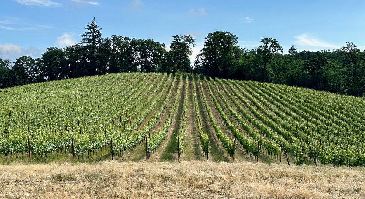 Résonance Wines: Hitting its Stride: It was 2019 when we discovered Résonance Wines, the Oregon outpost of Burgundy powerhouse, Maison Louis Jadot. We were preparing to do a series of articles on Willamette Valley wineries… bit.ly/3ILsMAo by @allison_wallace #vino #wine