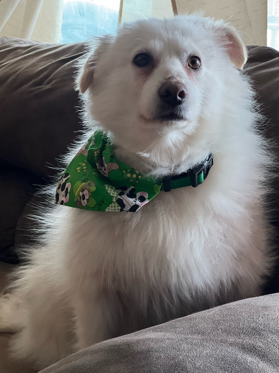 CharityFurPets's tweet photo. Candi here!  I've got some news. My Moms are adopting another puppy!  😃. Well, she's 3 years old, but so sweet. Her name is Nova...aka Nova Snow Bear. She'll be coming home next Friday...2/29. We've met already too! https://t.co/tWBZFeLnVP