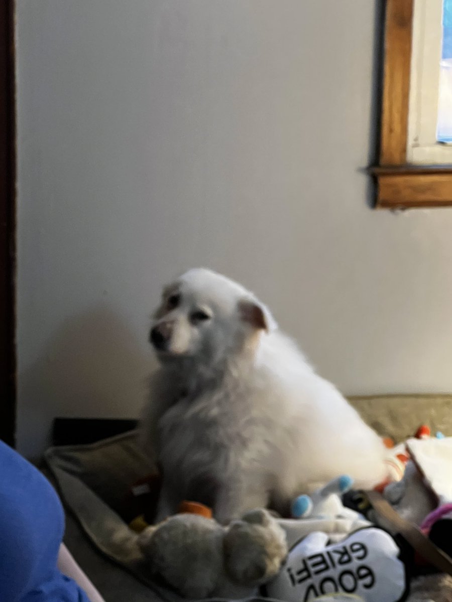 CharityFurPets's tweet photo. Candi here!  I've got some news. My Moms are adopting another puppy!  😃. Well, she's 3 years old, but so sweet. Her name is Nova...aka Nova Snow Bear. She'll be coming home next Friday...2/29. We've met already too! https://t.co/tWBZFeLnVP