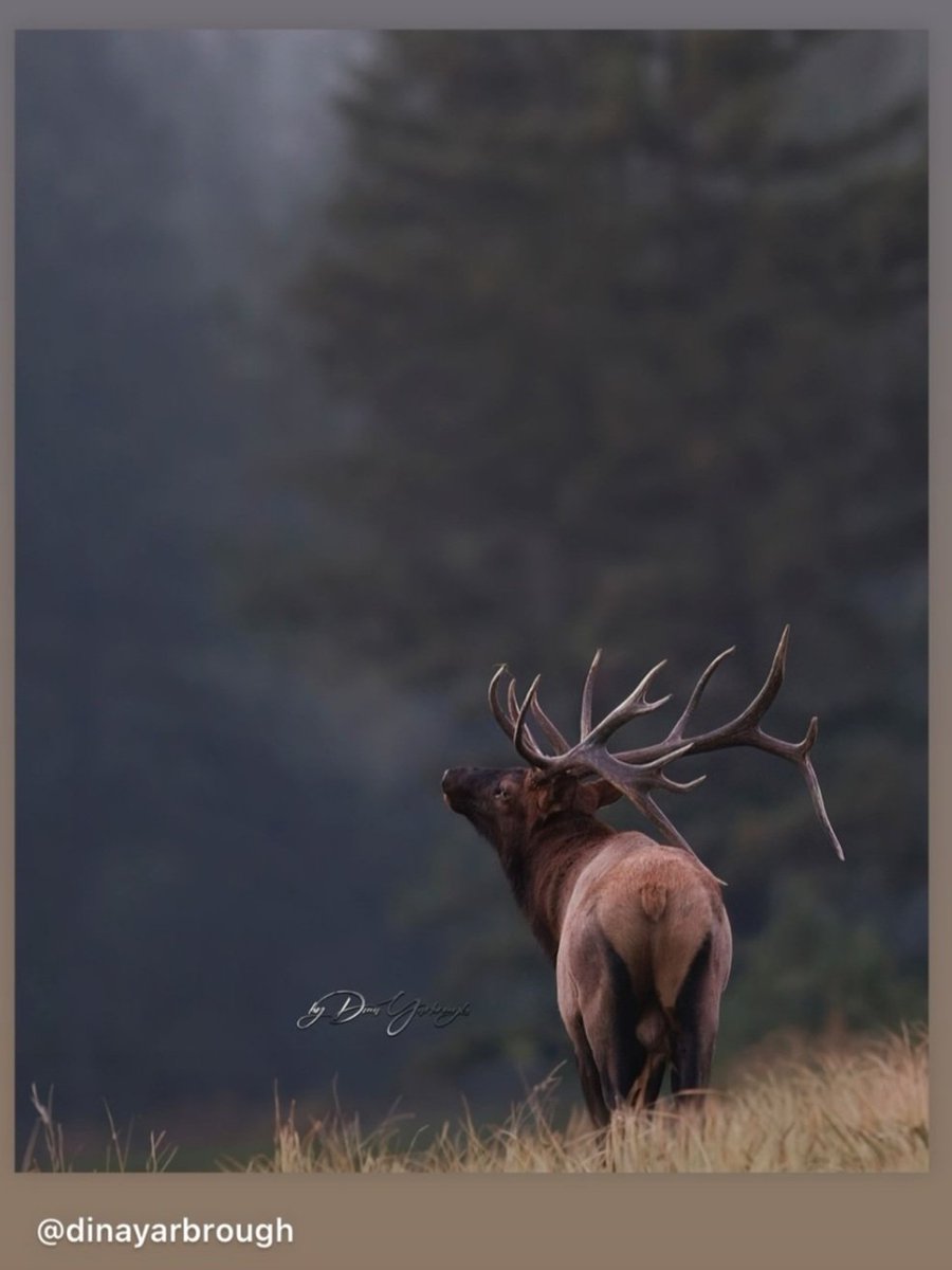 RMEF's tweet photo. Good Wednesday from this majestic fella! #rmef #elk #hunting #huntingisconservation https://t.co/pECcg3sEn7