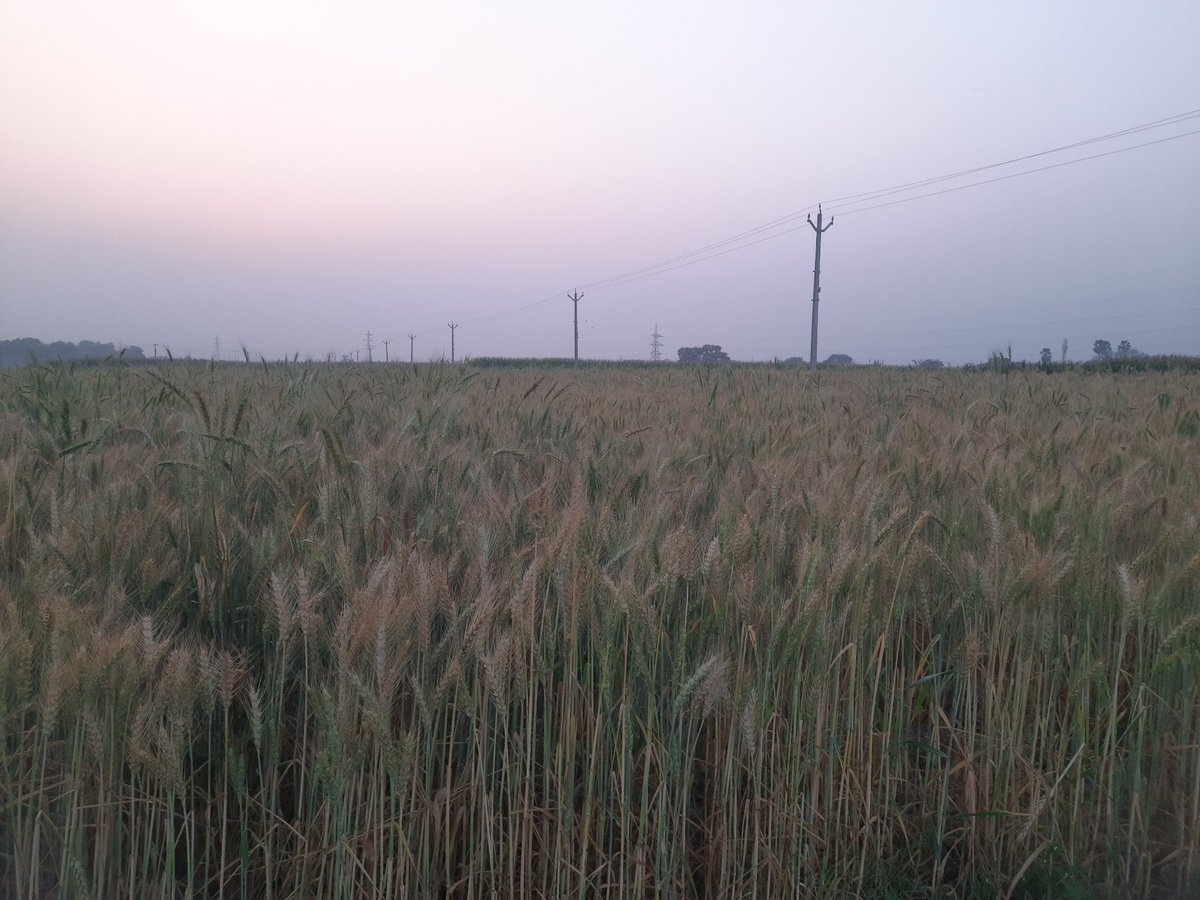 nsherpuri20's tweet photo. कल ही लहलहाती गेहूं की फसल देख कर मन प्रसन्नित था लेकिन प्रकृति की मार देखिये समस्तीपुर जिले में पिछले 3-4 घण्टे से लगातार हो रही बारिश ने काफी नुकसान पहुंचाया है।😪🙏
 @DM_Samastipur @Samastipur_Pol @Agribih @imd_patna @mangalpandeybjp @SAgarwal_IAS @AgriGoI  @Bihar_se_hai https://t.co/mKsbg0Ny9J