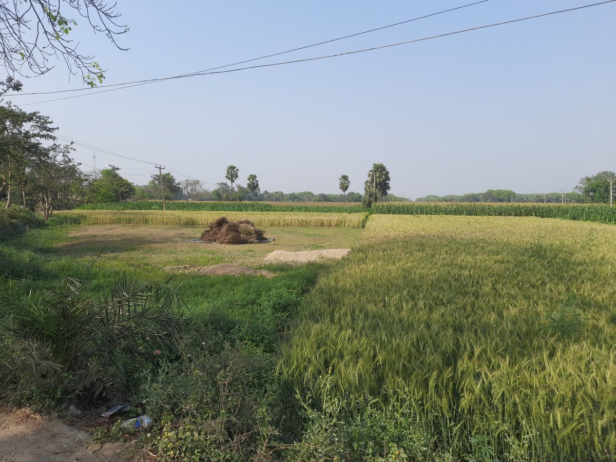 nsherpuri20's tweet photo. कल ही लहलहाती गेहूं की फसल देख कर मन प्रसन्नित था लेकिन प्रकृति की मार देखिये समस्तीपुर जिले में पिछले 3-4 घण्टे से लगातार हो रही बारिश ने काफी नुकसान पहुंचाया है।😪🙏
 @DM_Samastipur @Samastipur_Pol @Agribih @imd_patna @mangalpandeybjp @SAgarwal_IAS @AgriGoI  @Bihar_se_hai https://t.co/mKsbg0Ny9J