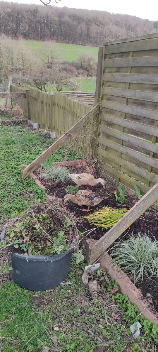 Beste Gartenhelfer