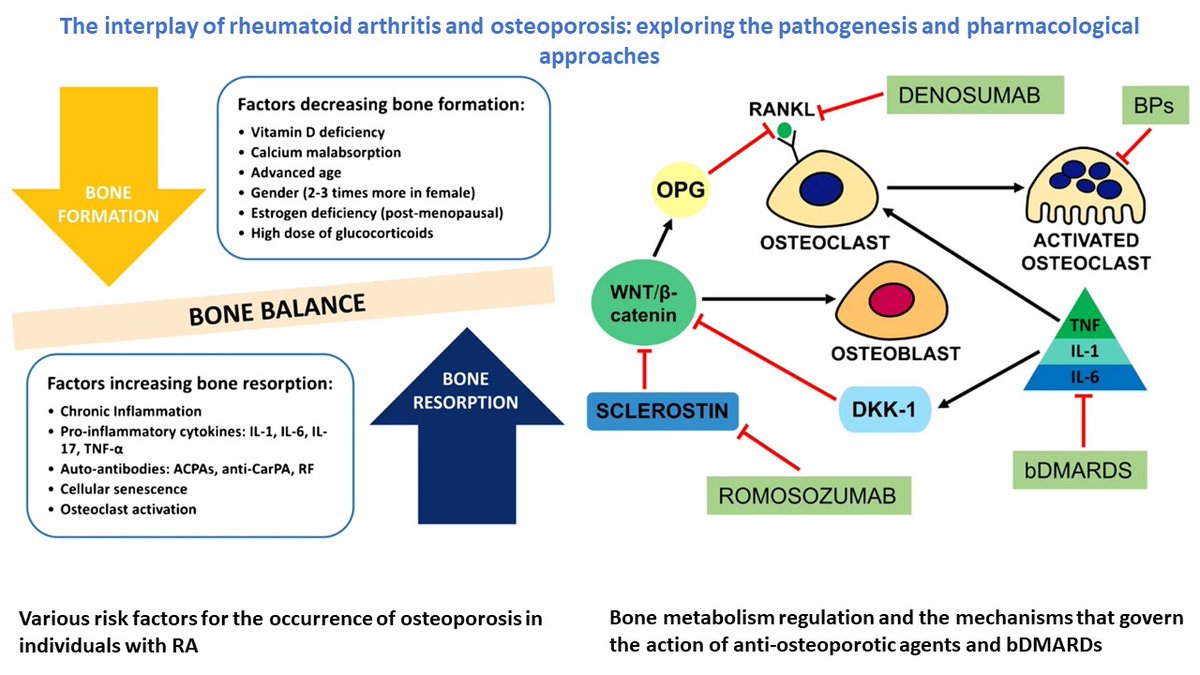 🔥Check out the NEW review on the relationship between #osteoporosis and #RheumatoidArthritis as well as treatment approaches to effectively managing osteoporosis in #RA 👉rdcu.be/dBT6E