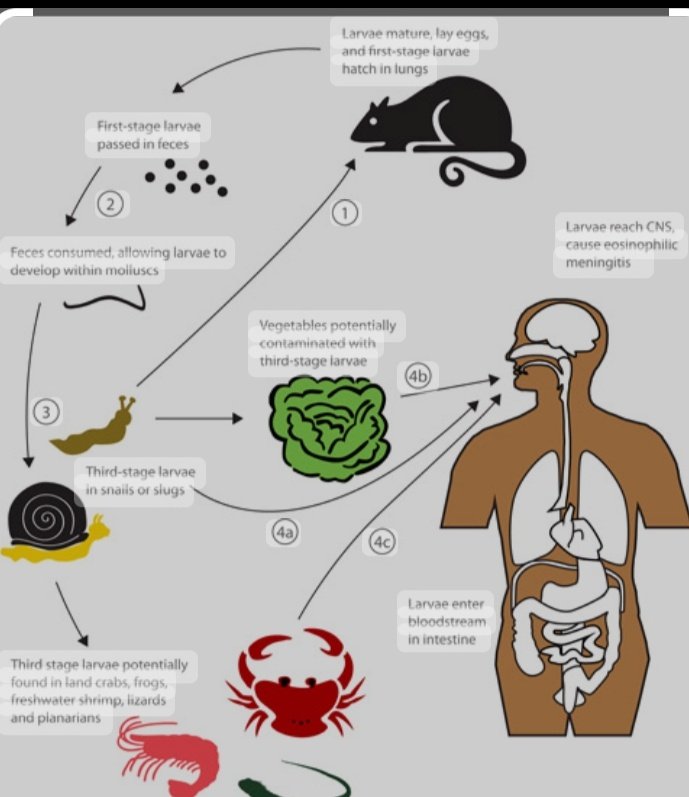 @PicturesFoIder WARNING: Don't eat slugs! Rat lungworm, also known as Angiostrongylus cantonensis, is a parasitic nematode that causes angiostrongyliasis, a disease that affects the brain and spinal cord. The parasite can live in rodents, such as rats, and infect snails and slugs that come into…