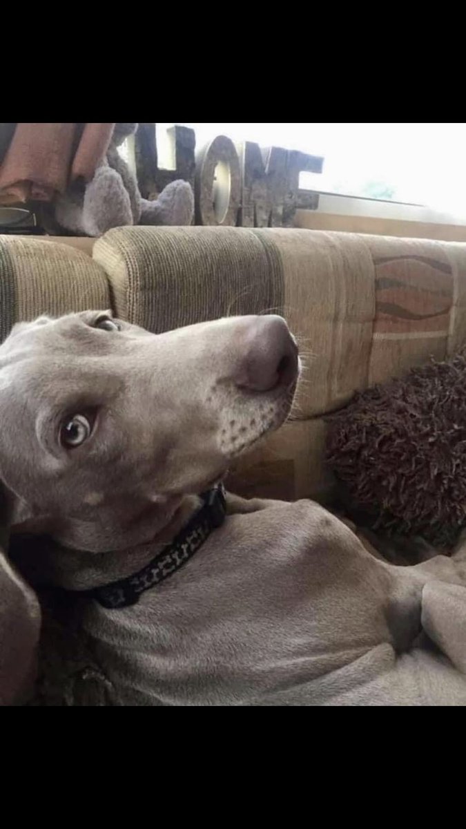OBIE
Still sadly #Missing
#Chichester #PO18 11/12/2018 but could now be Anywhere! 
#Stolen #PetTheft #TheftByFinding #PetTheftAwarenessWeek 
#Chipped #ScanThatChip 
#getObiehome
Where is this gorgeous #Weimaraner Boy?

doglost.co.uk/dog-blog.php?d…