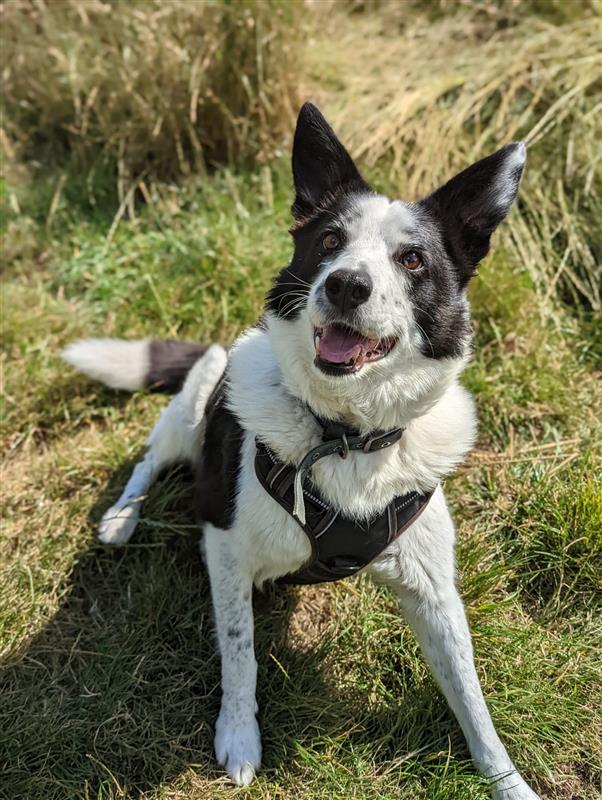 🥰VIJAY🥰 Link to find out more about Vijay!⬇️ dogstrust.org.uk/rehoming/dogs/… @DogsTrust #dogstrustshrewsbury #AdoptDontShop