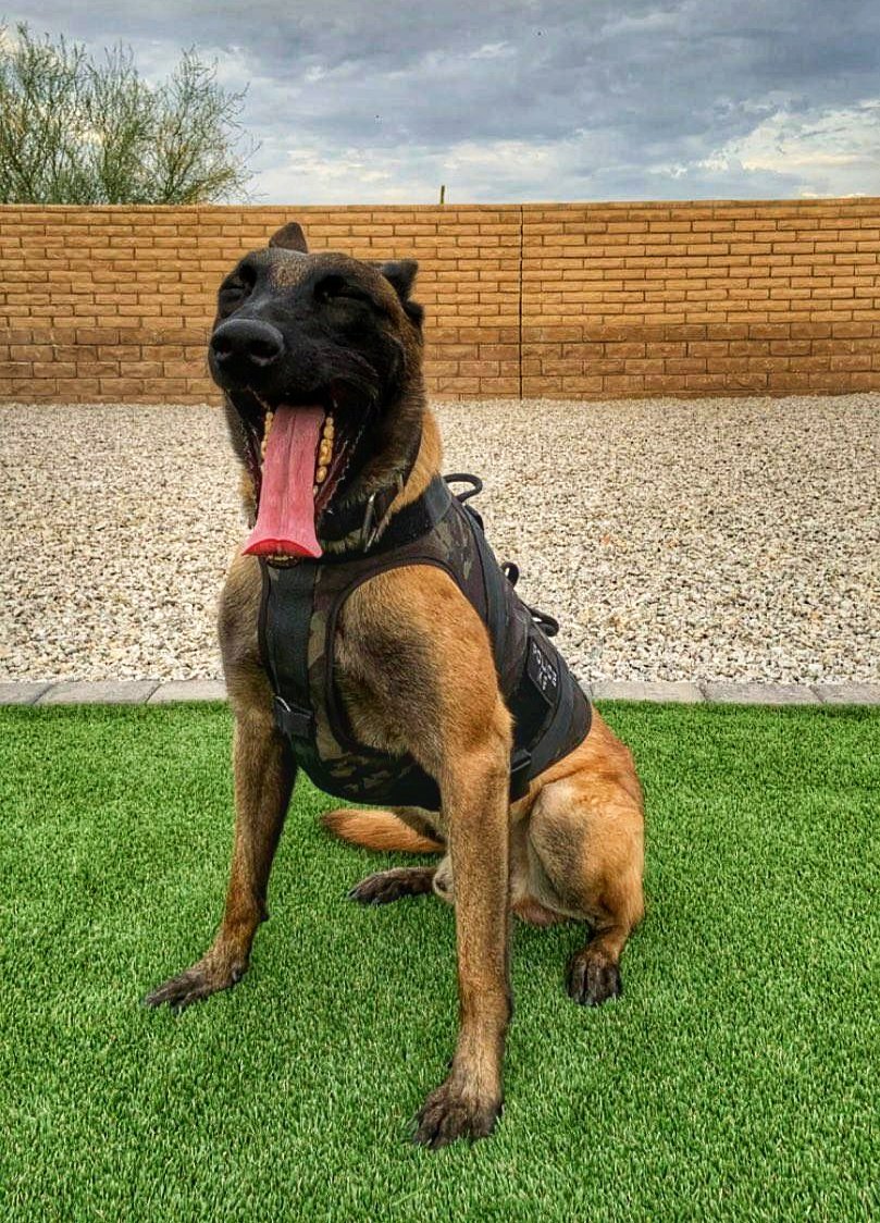 Happy Tuesday from K9 Knox‼️ (And excuse his yawn, he usually works nights.)