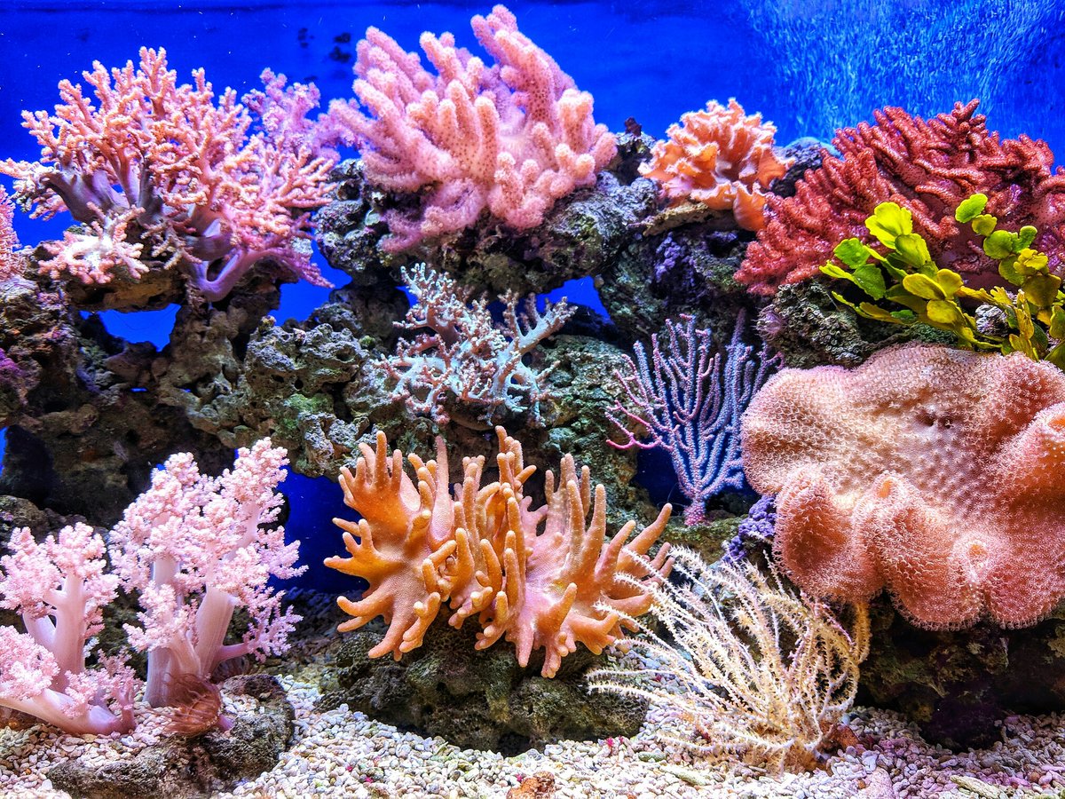 Within <a href="/AquaPLAN_EU/">AquaPLAN</a> marine pollution experts <a href="/levy_lab/">Levy Coral Lab</a> focus on #lightpollution in Red Sea coral reefs &amp; their synchronised coral spawning, when once a year the entire coral reef simultaneously releases gametes &amp; is disrupted by artificial light 🪸❌💡
nocamels.com/2024/02/eu-bri…