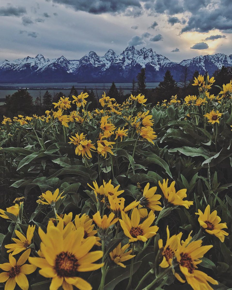 Happy spring... which started a day early this (leap) year. Flowers aren't out quite yet, but won't be long now. The Tetons, Wyoming.