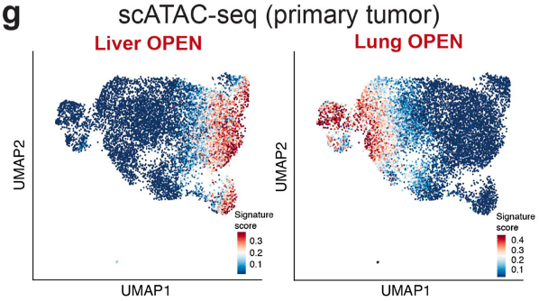 ktsanov's tweet photo. So where do these chromatin states originate? In collaboration w/ the incredible @dana_peer @ChaligneRonan #SAIL #RayHo, we performed scATAC-seq and found that the organ-favored chromatin states begin to emerge in primary tumors (and even pre-malignant lesions). 7/n https://t.co/jcXRmwmLuY