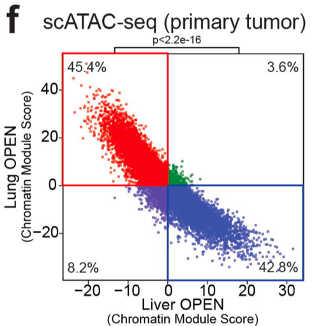 ktsanov's tweet photo. So where do these chromatin states originate? In collaboration w/ the incredible @dana_peer @ChaligneRonan #SAIL #RayHo, we performed scATAC-seq and found that the organ-favored chromatin states begin to emerge in primary tumors (and even pre-malignant lesions). 7/n https://t.co/jcXRmwmLuY