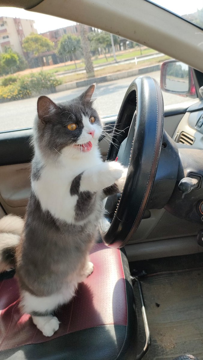 yourfavpetz's tweet photo. بطاطا 🐈

"سائق محترف و popular  بين الجنس الناعم ( عصبي احيانا بس)"

📸 (requested not to be mentioned) https://t.co/cyjtzjuVcx