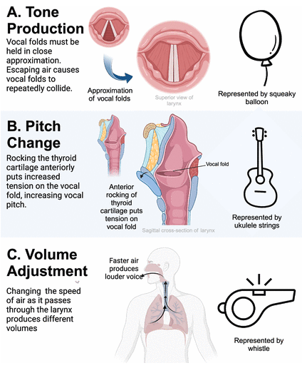 My new manuscript, "Striking a (vocal) chord: musical instruments as mnemonic devices when teaching the functional anatomy of the larynx" is now available online! <a href="/AdvPhysiolEduc/">Advances in Physiology Education</a>  #medicaleducation #meded #anatomyeducation #anatomy 
journals.physiology.org/doi/full/10.11…