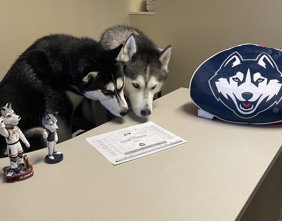 JonathanHusky_'s tweet image. Since I’m still learning all my new mascot friends, I enlisted the help of my older brother for my women’s March Madness bracket. Same strategy: dogs win, cats lose. And, of course, UConn is gonna win it all.