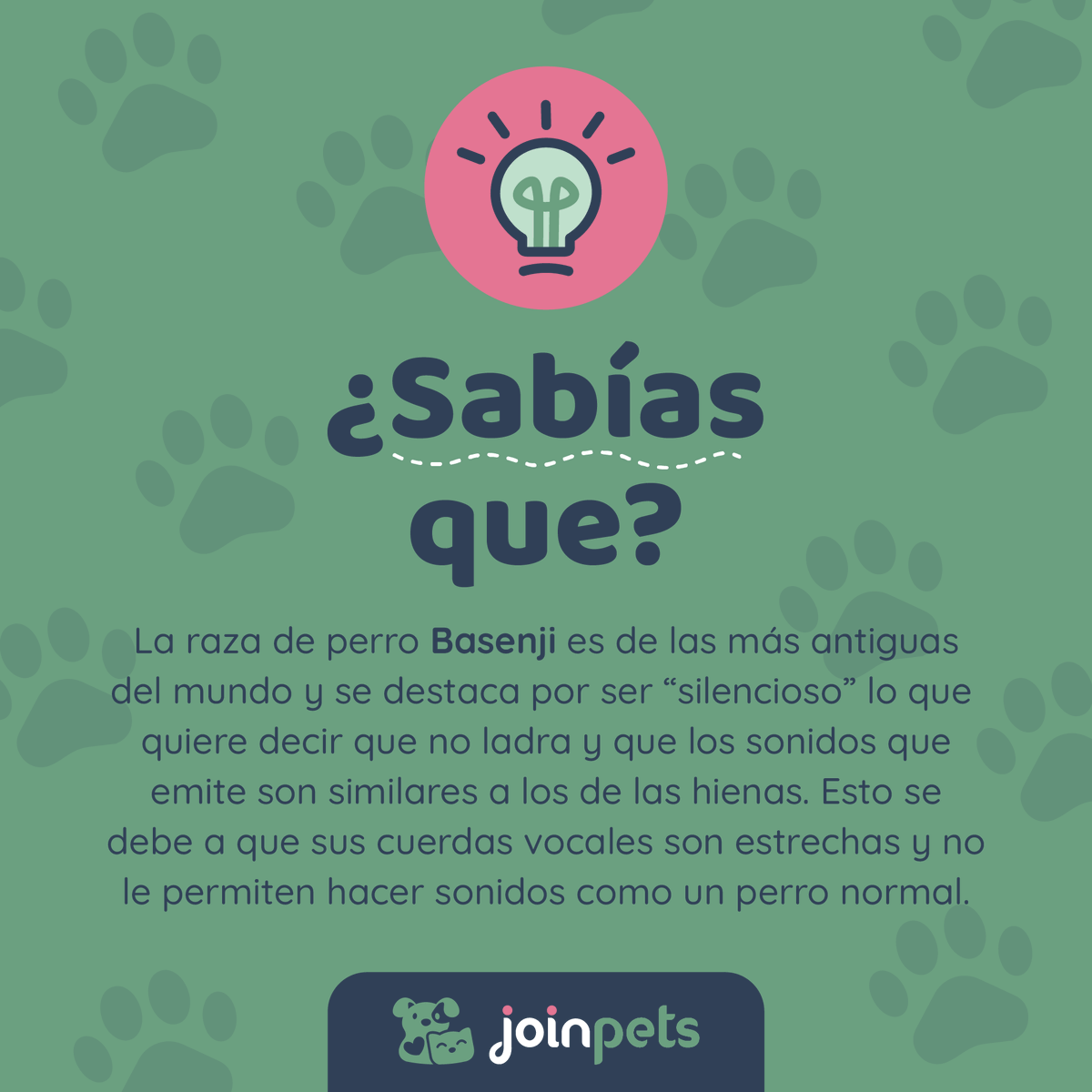 💡 ¿Sabías que la raza de perro Basenji no ladra? 🐾🤫

.
.
.
 #basenji #perros #amantesdeperros #cachorro #mascotas #mascotasfelices #curiosidades #sabiasque #curiosidadesdeperros