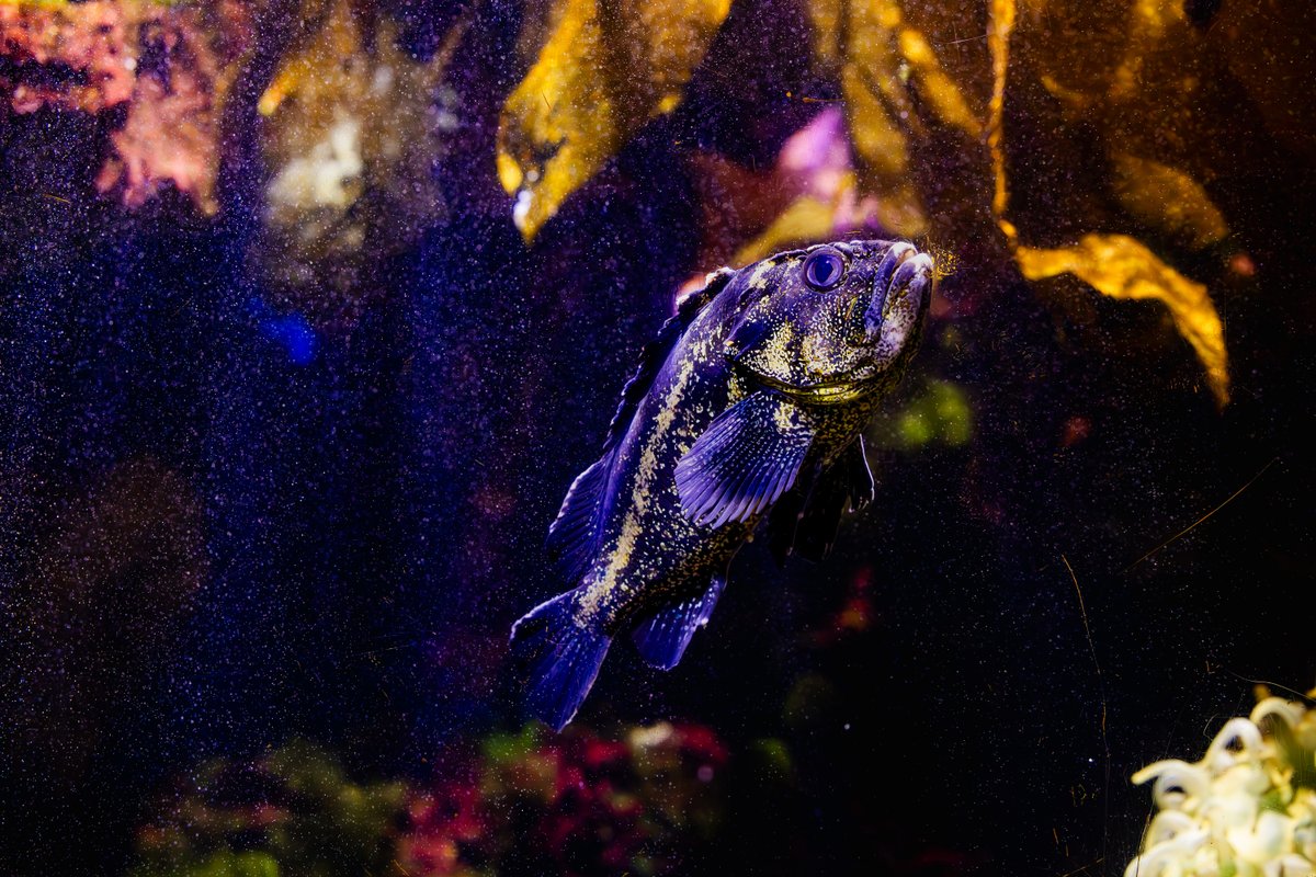 rock. paper. FISH! #Rockfish often like to hide in or near rocky habitats. If you’re lucky you might even see a rockfish do its best impression of a rock — staying nice and still — the next time you visit the aquarium.