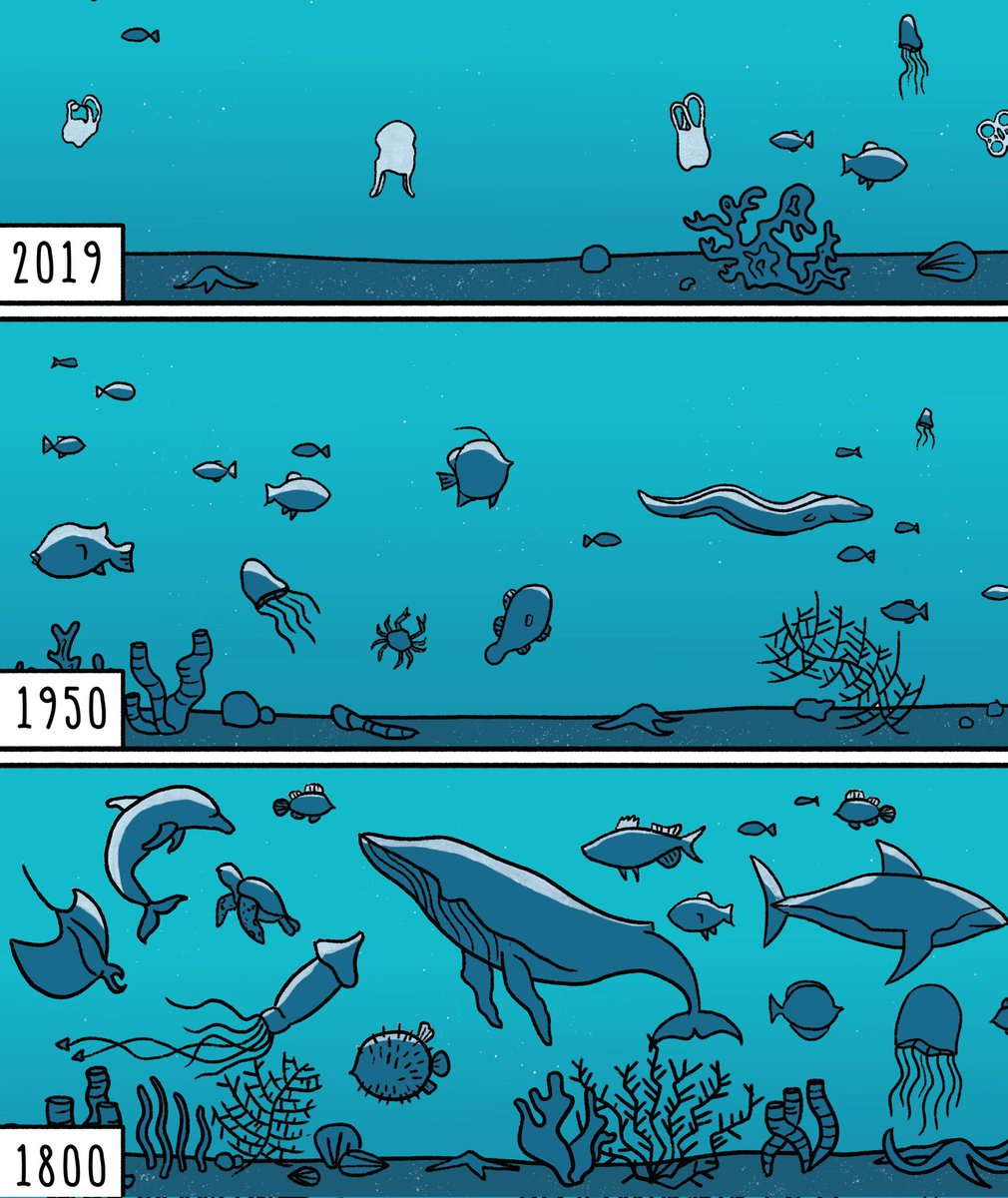 One of the great impediments to #rewilding is Shifting Baseline Syndrome: that generational shift in what is perceived to be 'normal' in the natural world. Understand this and you view it through a new lens. A lens that is both depressing, but also full of inspiring possibilities