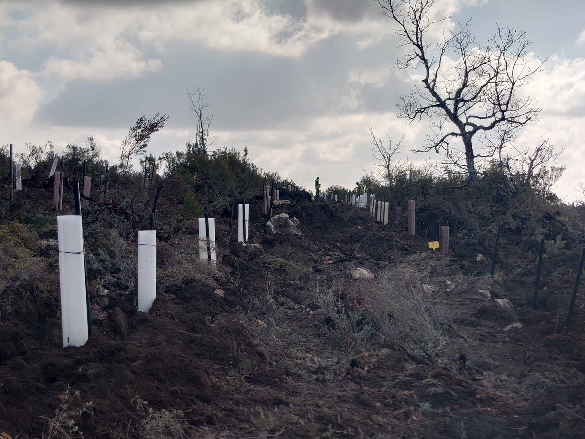 RecForestProj's tweet image. ¡Terminando la parcela de ensayo en Piornal, Extremadura! 

En colaboración con @GrupoSylvestris 

#Investigación #FORESTAL