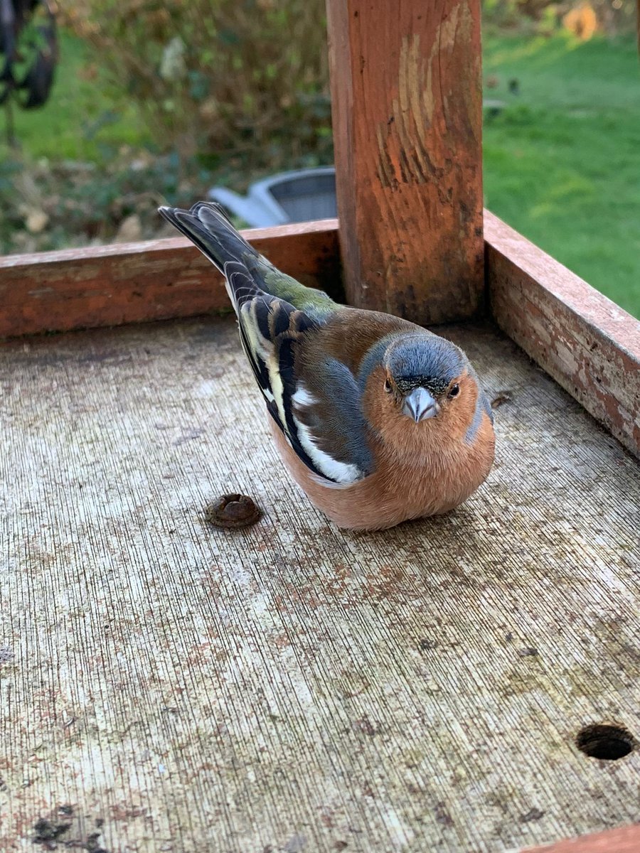 On a recent visit to my mothers this Male Chaffinch flew into the side of her conservatory and was knocked out, cupped him in my hands for awhile until he started coming round before placing him on a bird table, 40 mins later he flew off 😎