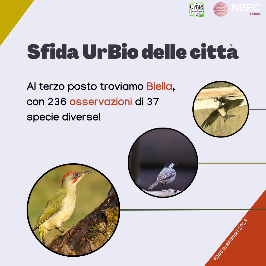urbio_project's tweet photo. Biella è la terza città più coinvolta nel progetto UrBio (AviUrb e Passer). Grazie alla preziosa collaborazione dei #volontari, Biella ha raccolto 236 #osservazioni di 37 #specie diverse. Un caloroso ringraziamento a tutti coloro che hanno preso parte al #monitoraggio! https://t.co/0Blyzu6bax