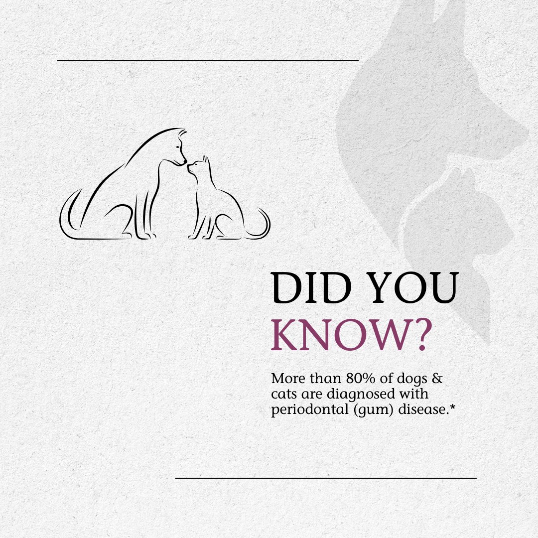 PetAlive tweet media