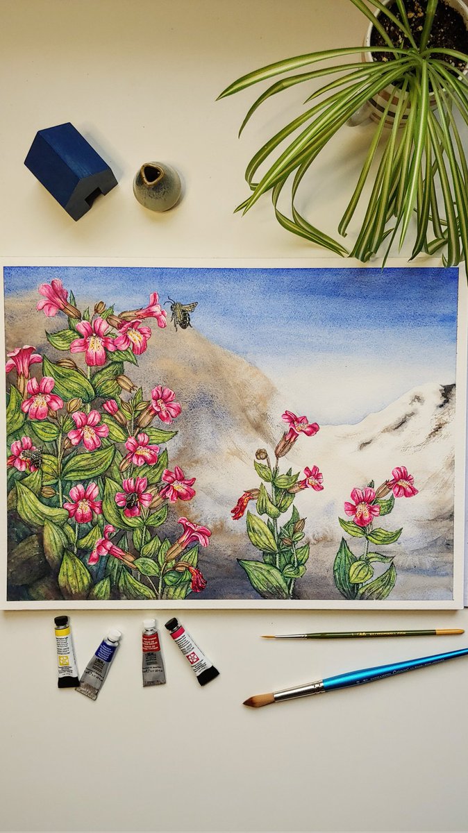 And here's the full view of my Mimulus lewisii painting 🌸🌸
#mimulus
#botanicalillustration