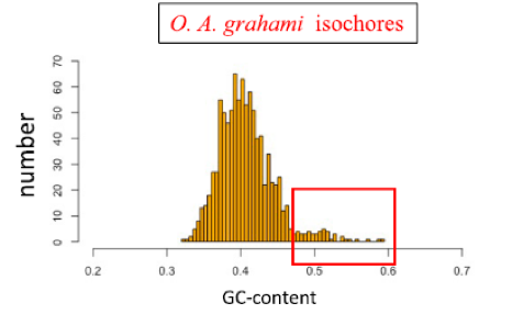 Full sequencing of the genome of the Lake Magadi tilapia, the hottest fish on earth, confirms that it has an exceptionally high GC content, which may provide thermal stability. Bernardi et al.: doi.org/10.1016/j.jglr…