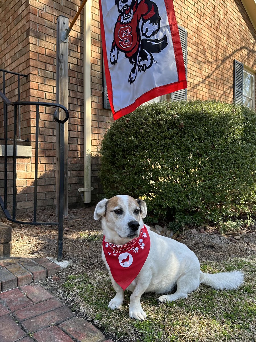 AmyPeeleSloop's tweet image. Bandit has already given his Day of Giving gift to @NCStateCNR!  Thanks for the bandana!#GivingPack