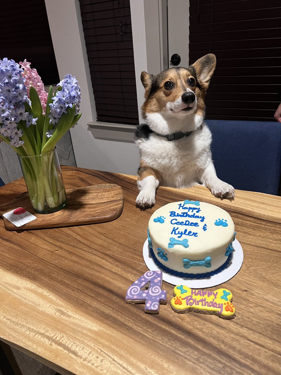 ceedeethecorgi's tweet photo. We celebrated my 4th birthday yesterday 🥳 https://t.co/SFBXay7xz1