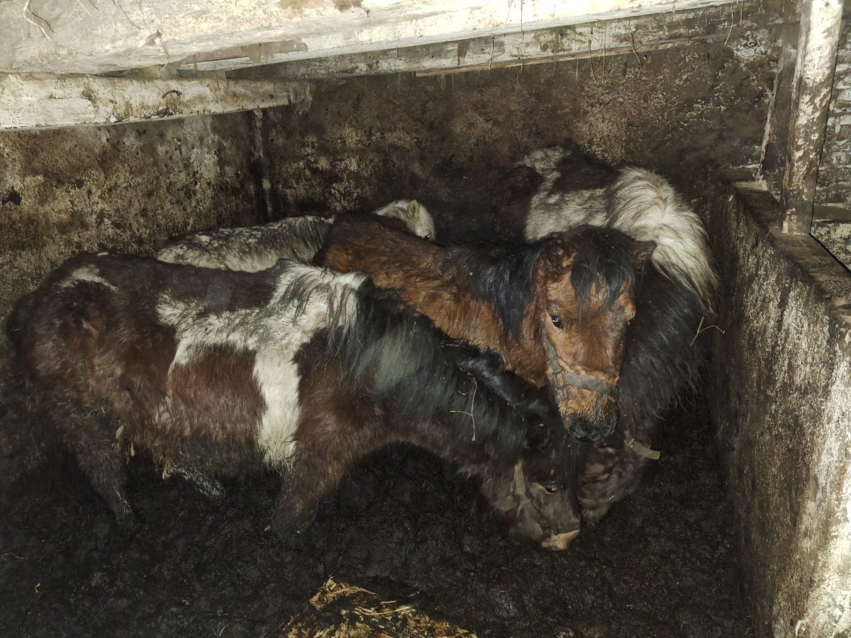 FBB_Officiel's tweet photo. #Justice

Une découverte macabre dans une ferme du Doubs

🐴 La semaine dernière, une ferme avait été inspectée pour maltraitance animale. En arrivant sur place, l’Association Canima découvre quatre poneys et quatre chiens détenus dans des conditions abominables.

Affamés, maigres et très affaiblis, les poneys qui auparavant promenaient les enfants sur leur dos, étaient entassés dans une grange insalubre. Abandonnés, ils gisaient dans leurs excréments.

Quant aux chiens, ils étaient enfermés dans la maison, extrêmement maigres et portant des colliers électriques.

Ce sont des survivants : des crânes de poneys, de chiens et de moutons ont été retrouvés sur le site.

👉 Les pauvres rescapés ont été pris en charge par l’association Canima.

⚖️ Pour faire condamner les auteurs de tels actes de maltraitance, la FBB se constitue partie civile pour défendre les animaux dans cet épisode macabre.