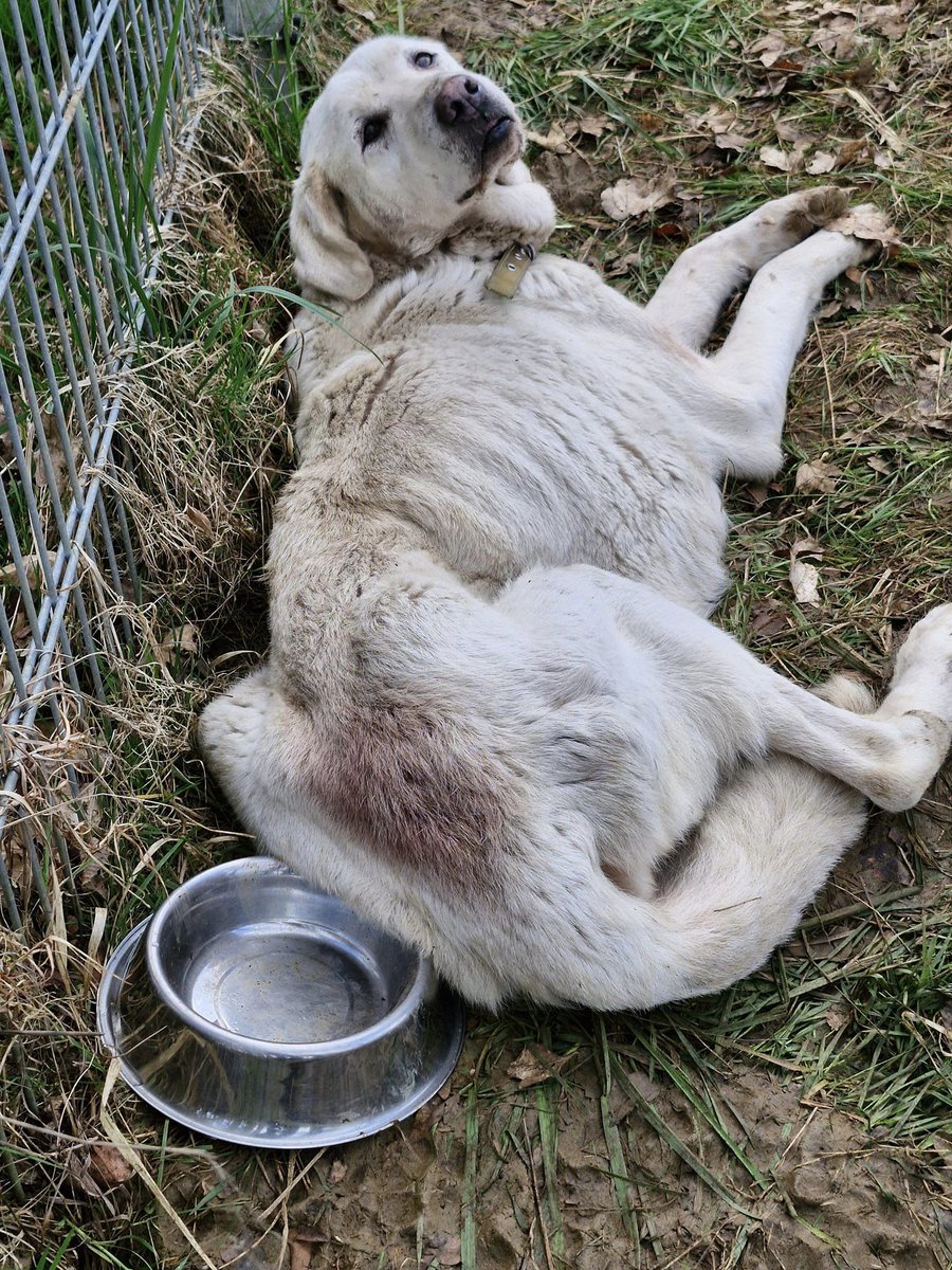 FBB_Officiel's tweet photo. #Justice

Une découverte macabre dans une ferme du Doubs

🐴 La semaine dernière, une ferme avait été inspectée pour maltraitance animale. En arrivant sur place, l’Association Canima découvre quatre poneys et quatre chiens détenus dans des conditions abominables.

Affamés, maigres et très affaiblis, les poneys qui auparavant promenaient les enfants sur leur dos, étaient entassés dans une grange insalubre. Abandonnés, ils gisaient dans leurs excréments.

Quant aux chiens, ils étaient enfermés dans la maison, extrêmement maigres et portant des colliers électriques.

Ce sont des survivants : des crânes de poneys, de chiens et de moutons ont été retrouvés sur le site.

👉 Les pauvres rescapés ont été pris en charge par l’association Canima.

⚖️ Pour faire condamner les auteurs de tels actes de maltraitance, la FBB se constitue partie civile pour défendre les animaux dans cet épisode macabre.