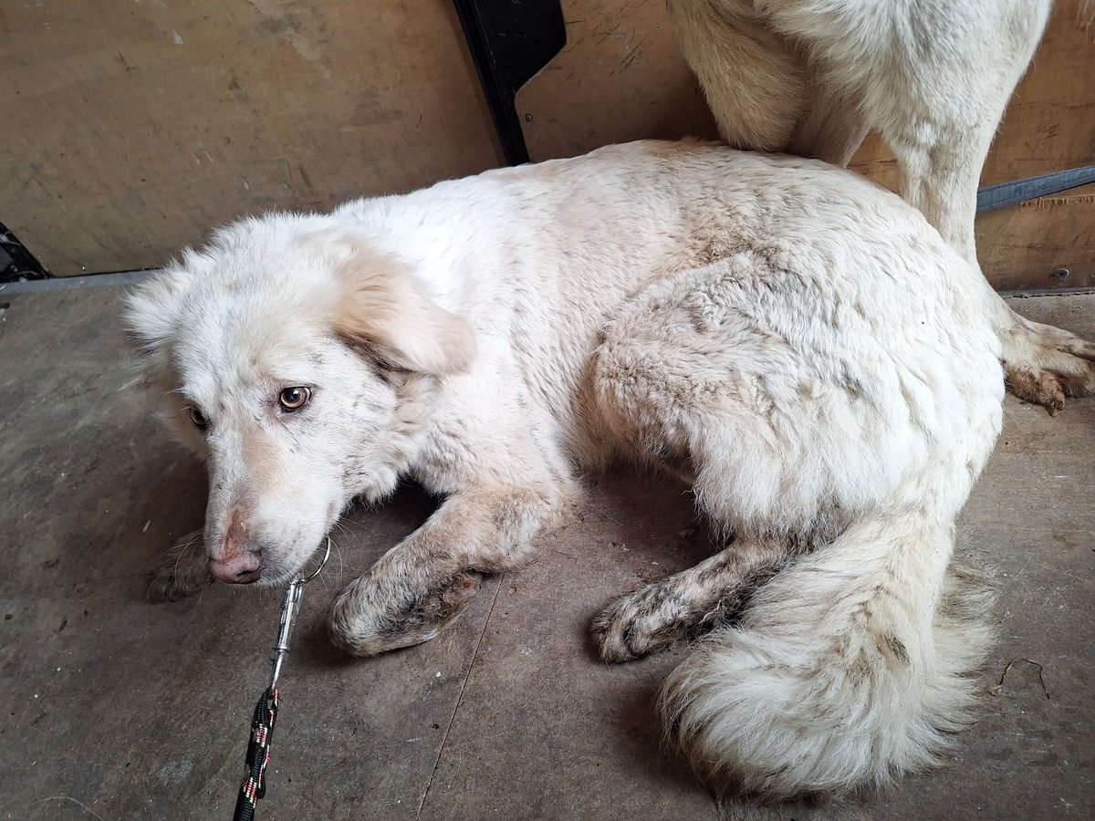 FBB_Officiel's tweet photo. #Justice

Une découverte macabre dans une ferme du Doubs

🐴 La semaine dernière, une ferme avait été inspectée pour maltraitance animale. En arrivant sur place, l’Association Canima découvre quatre poneys et quatre chiens détenus dans des conditions abominables.

Affamés, maigres et très affaiblis, les poneys qui auparavant promenaient les enfants sur leur dos, étaient entassés dans une grange insalubre. Abandonnés, ils gisaient dans leurs excréments.

Quant aux chiens, ils étaient enfermés dans la maison, extrêmement maigres et portant des colliers électriques.

Ce sont des survivants : des crânes de poneys, de chiens et de moutons ont été retrouvés sur le site.

👉 Les pauvres rescapés ont été pris en charge par l’association Canima.

⚖️ Pour faire condamner les auteurs de tels actes de maltraitance, la FBB se constitue partie civile pour défendre les animaux dans cet épisode macabre.